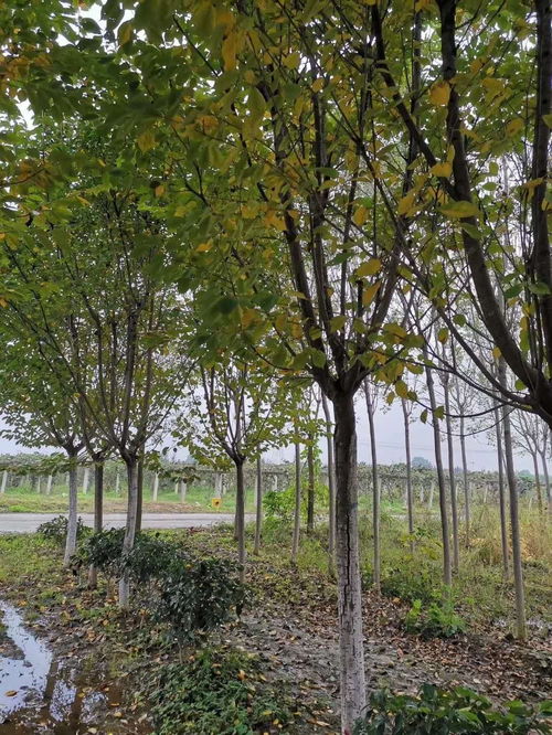 沧州市4公分早樱花树苗专业种植各类苗木