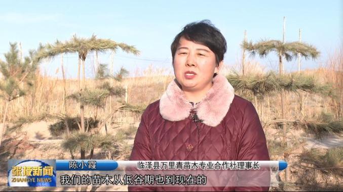 【视频】临泽县万里青苗木专业合作社:发展生态林业 致富当地群众